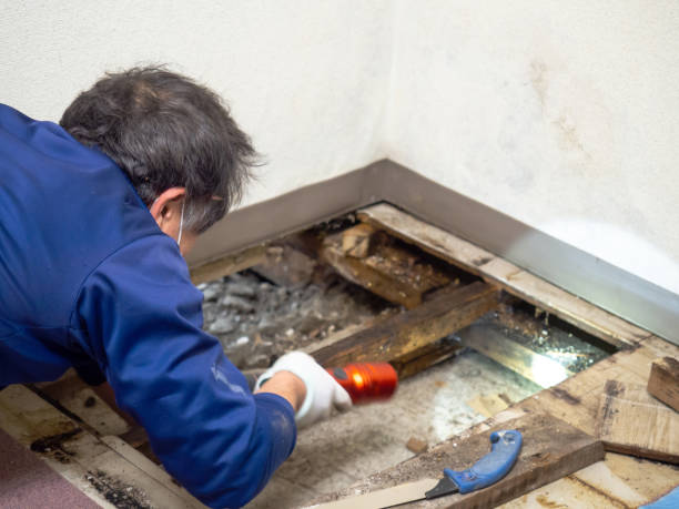 Best Residential Mold Removal  in South Hill, VA