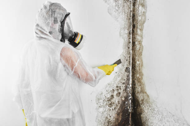 Best Same-Day Mold Removal  in South Hill, VA