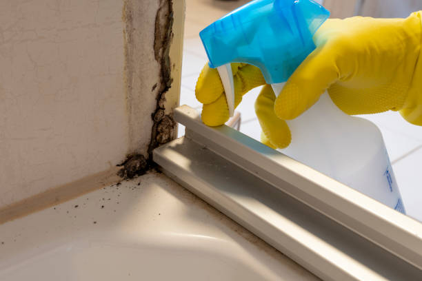 Best Emergency Mold Removal  in South Hill, VA
