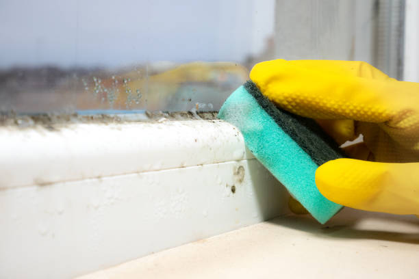 Reliable South Hill, VA Mold Removal Solutions