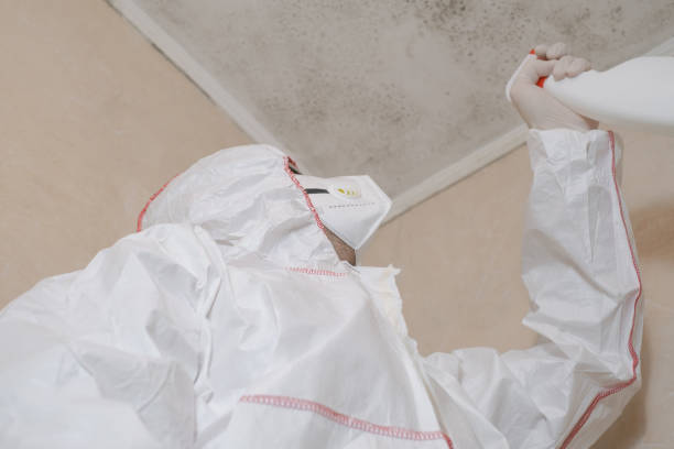 Best Best Mold Removal Companies  in South Hill, VA