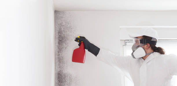 Best Home Mold Removal  in South Hill, VA