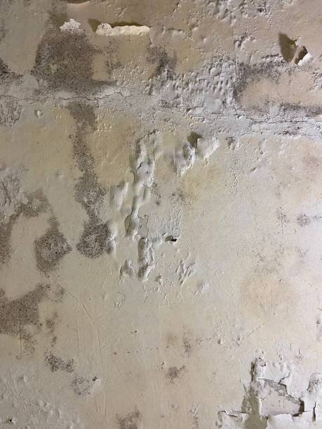 Professional Mold Removal in South Hill, VA