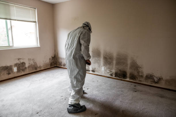 Best Emergency Mold Removal  in South Hill, VA