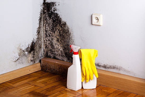 Best Black Mold Removal  in South Hill, VA