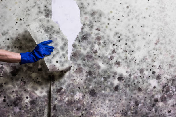 Best Mold Cleaning Services  in South Hill, VA